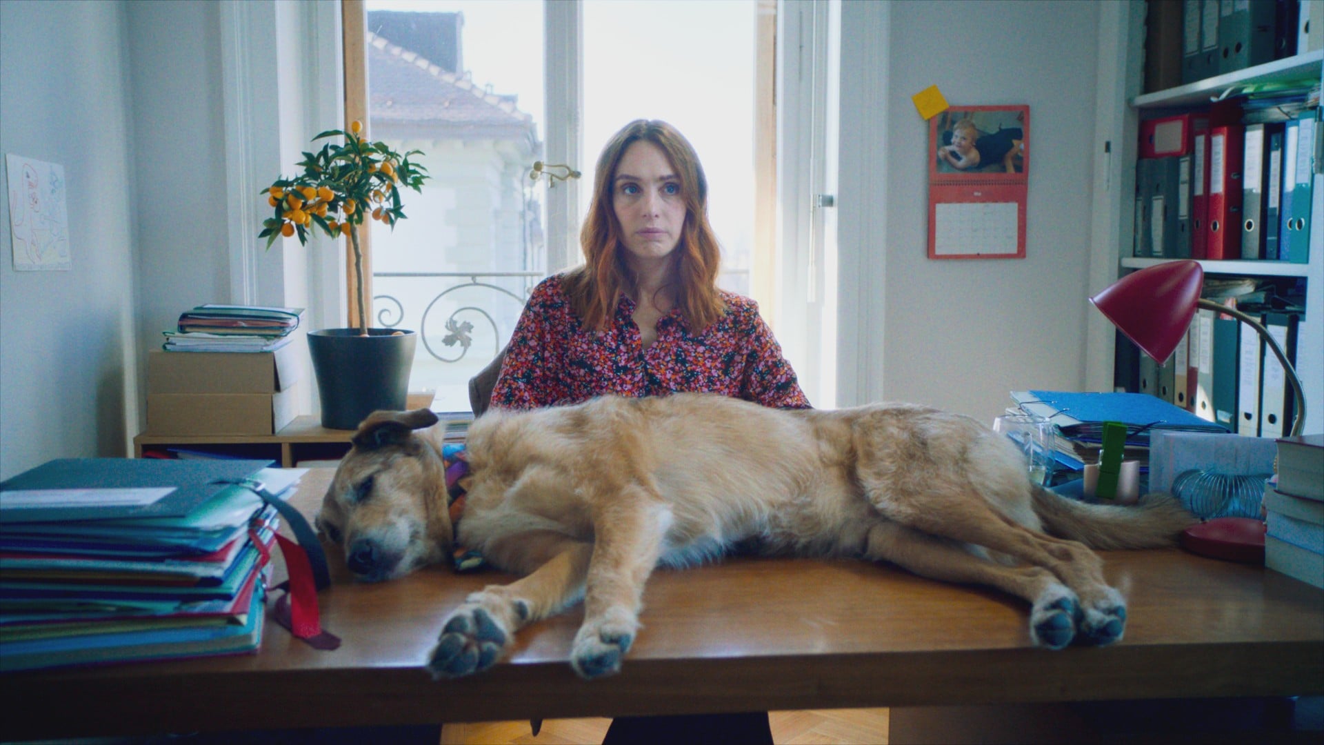 Dog on Trial - Cover